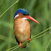 Malachite Kingfisher