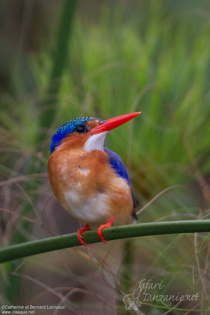 Malachite Kingfisheradult