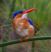 Malachite Kingfisher