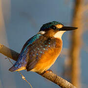 Malachite Kingfisher