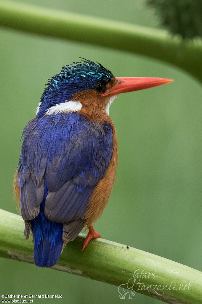 Malachite Kingfisheradult