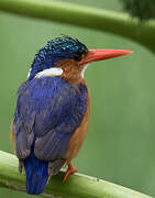 Malachite Kingfisher