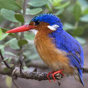 Malachite Kingfisher