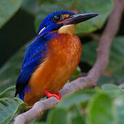 Blue-eared Kingfisher