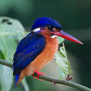 Blue-eared Kingfisher