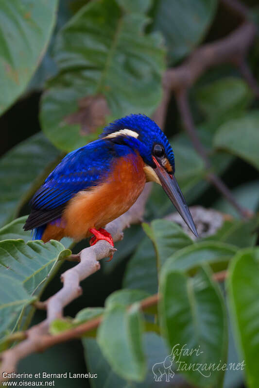 Blue-eared Kingfisher male, identification