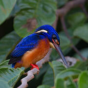 Blue-eared Kingfisher