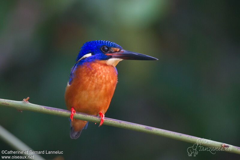 Blue-eared Kingfisher male adult, identification