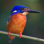 Blue-eared Kingfisher