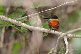 American Pygmy Kingfisher