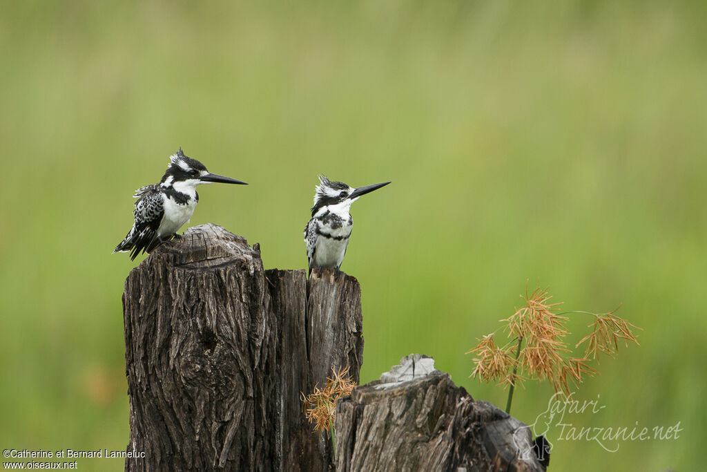 Pied Kingfisheradult, Behaviour