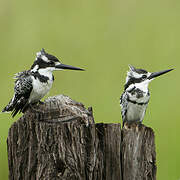 Pied Kingfisher