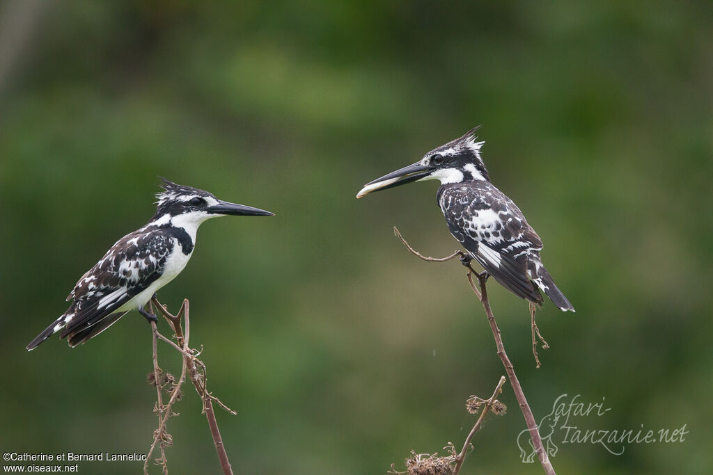 Pied Kingfisheradult, courting display