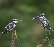 Pied Kingfisher