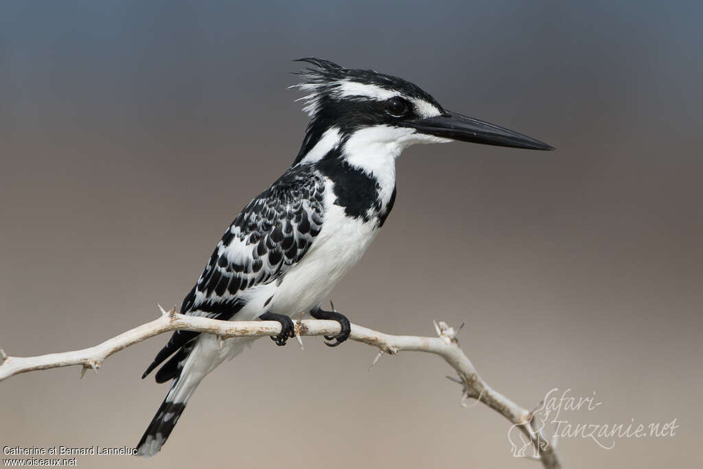 Pied Kingfisher female adult, identification