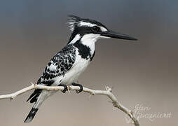 Pied Kingfisher