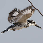 Pied Kingfisher