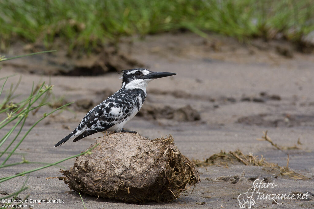 Pied Kingfisher male adult, habitat, Behaviour