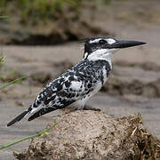 Pied Kingfisher