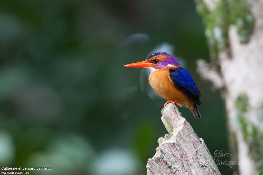 Martin-pêcheur pygméeadulte, identification