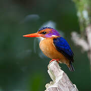 African Pygmy Kingfisher