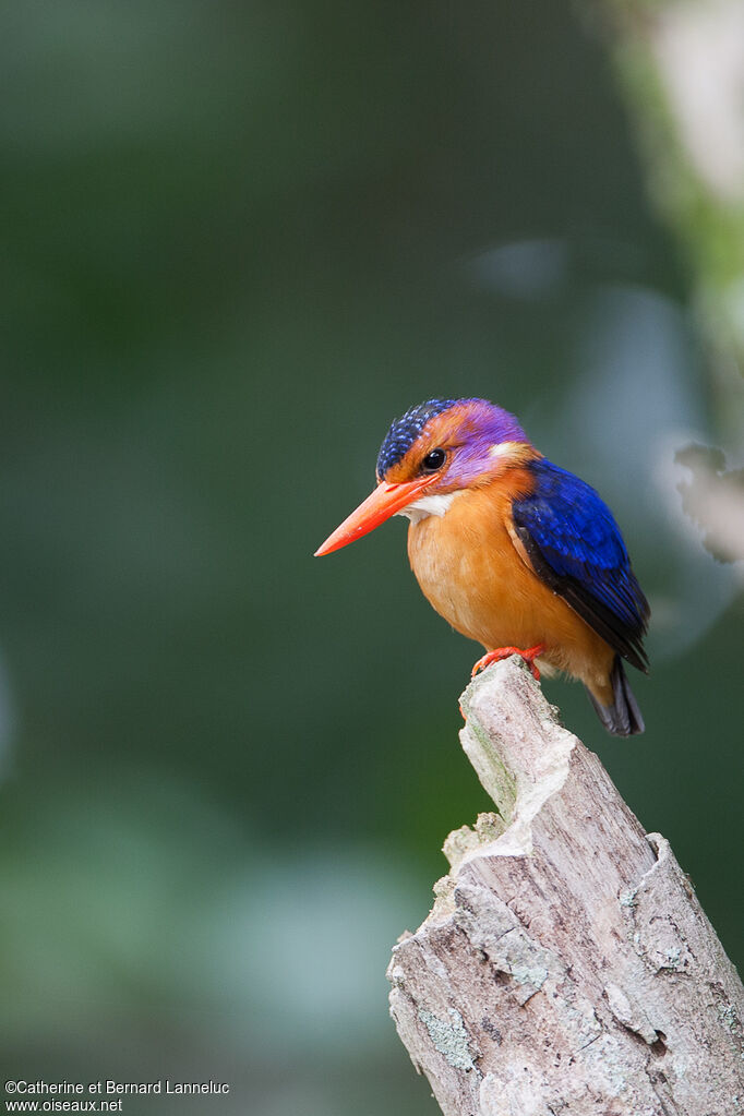 Martin-pêcheur pygméeadulte, identification