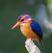 African Pygmy Kingfisher