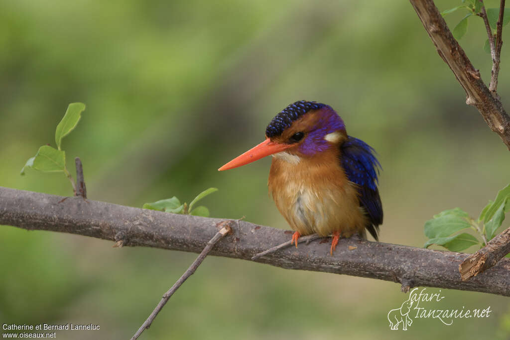 African Pygmy Kingfisheradult, Behaviour