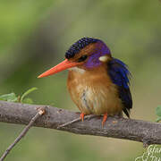 African Pygmy Kingfisher