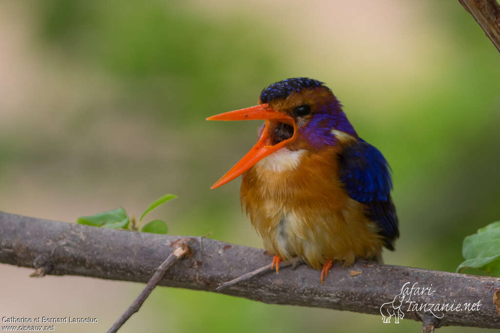 African Pygmy Kingfisheradult, Behaviour