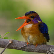 African Pygmy Kingfisher