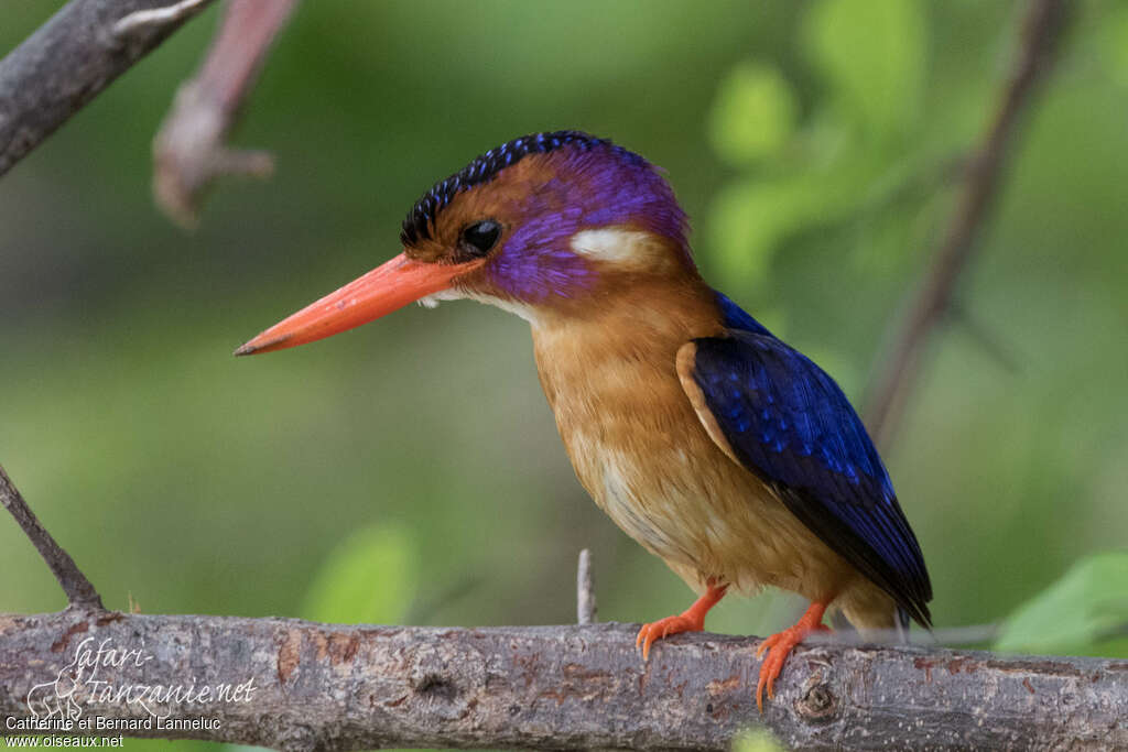 African Pygmy Kingfisheradult, identification