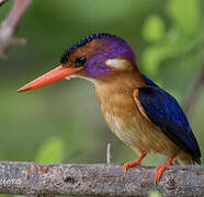 African Pygmy Kingfisher