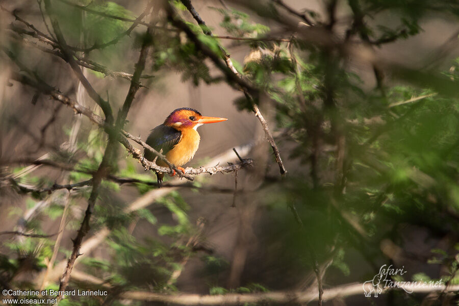 African Pygmy Kingfisheradult, habitat