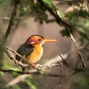 African Pygmy Kingfisher