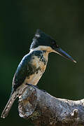 Green Kingfisher