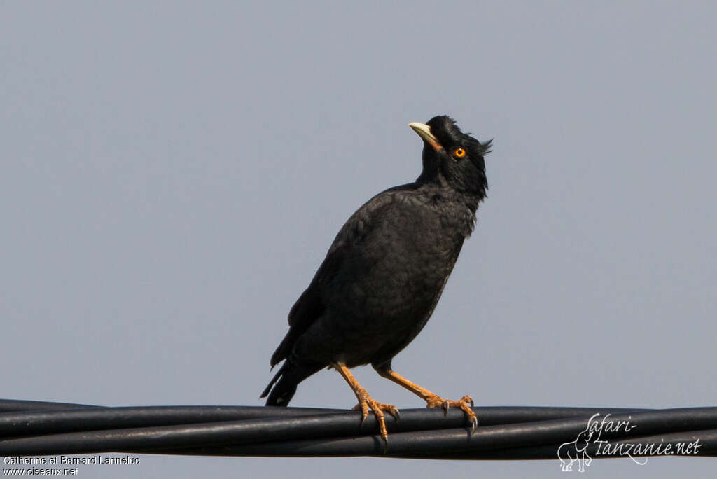 Crested Mynaadult, identification