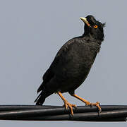 Crested Myna