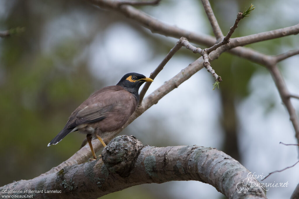 Common Mynaadult, identification