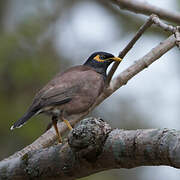 Common Myna