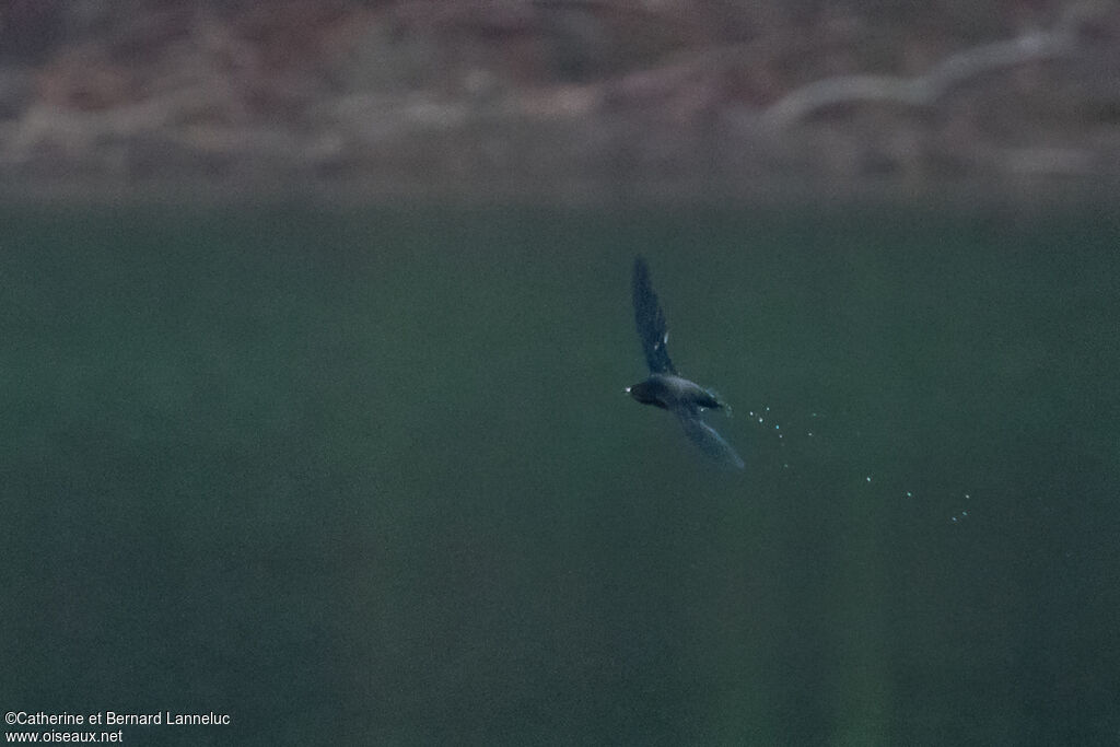 Brown-backed Needletail, Flight, drinks