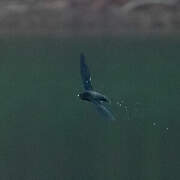 Brown-backed Needletail