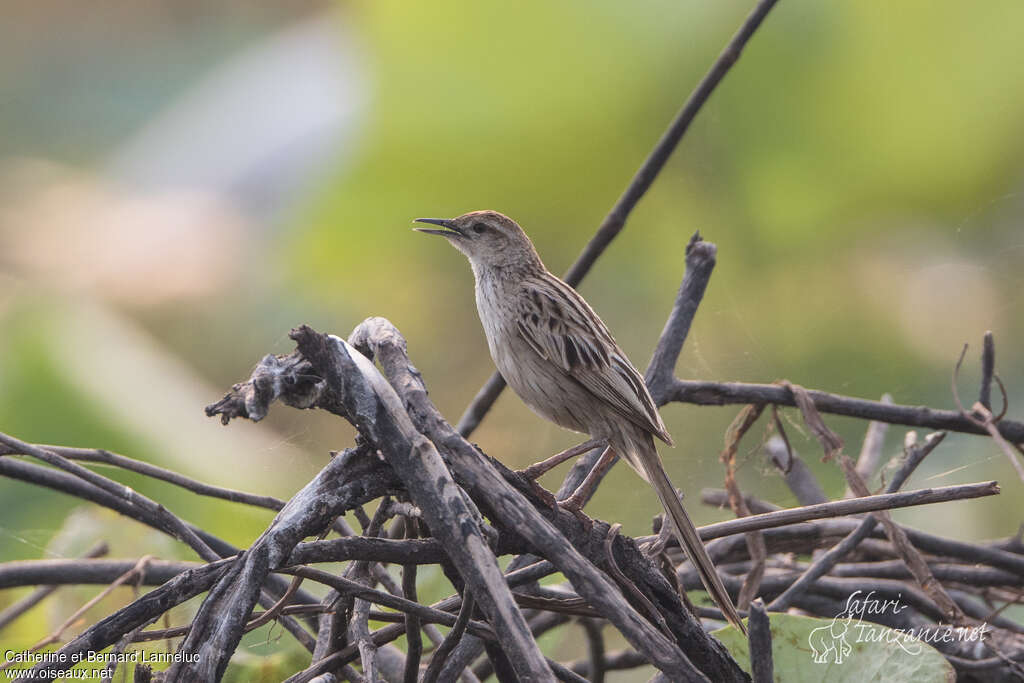 Mégalure des maraisadulte, identification