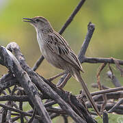 Striated Grassbird