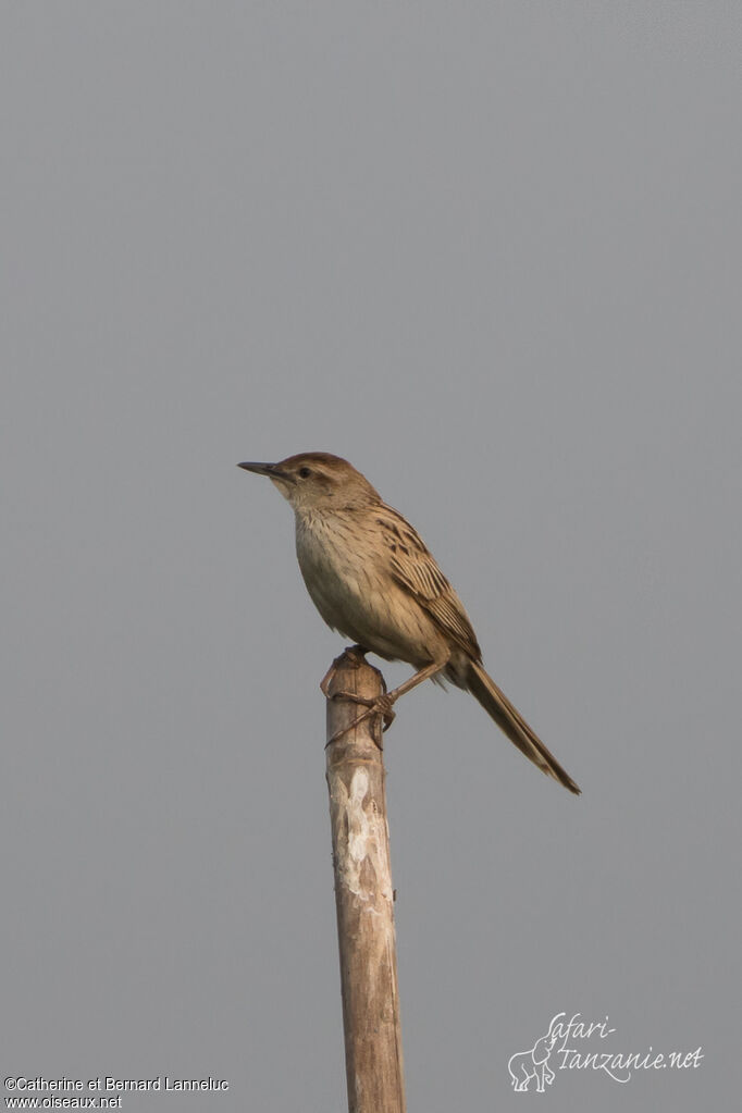 Striated Grassbirdadult, identification