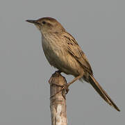 Striated Grassbird