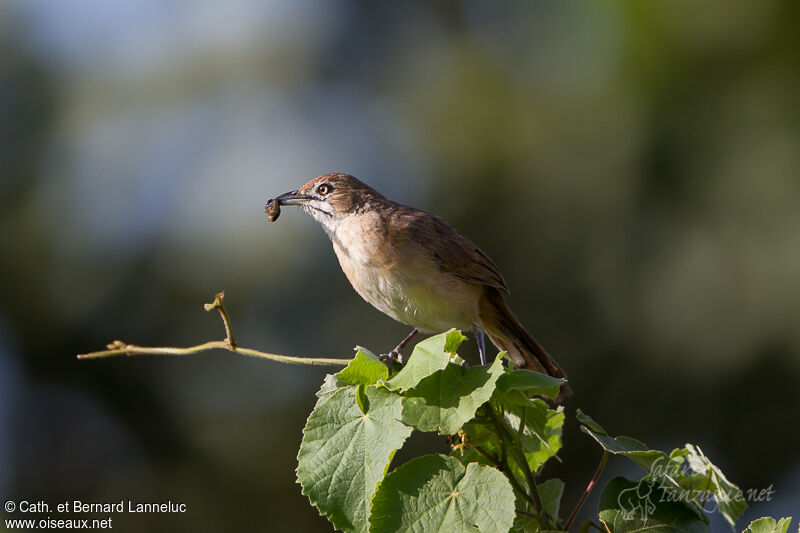 Moustached Grass Warbleradult, feeding habits