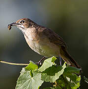 Moustached Grass Warbler