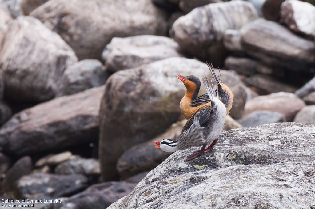 Torrent Duckadult, courting display, Behaviour