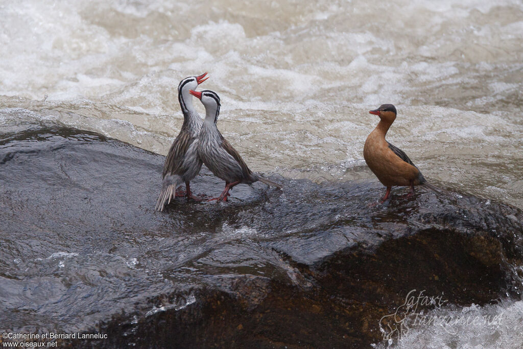 Torrent Duck , identification, Behaviour